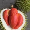 bibit durian merah unggul Banten