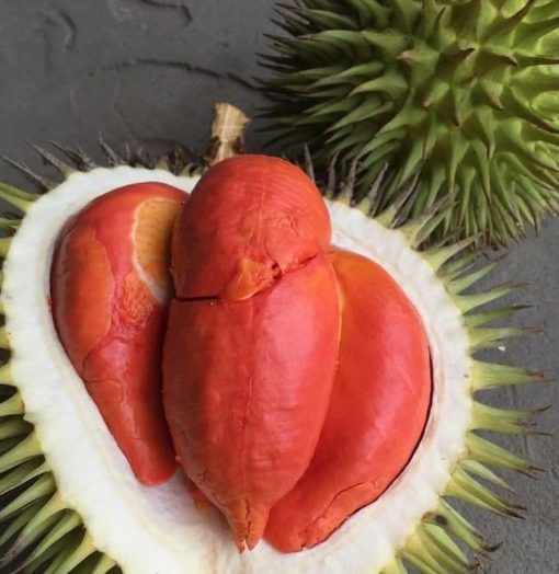 bibit durian merah unggul Banten