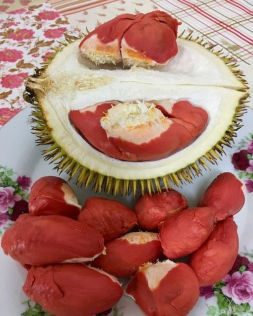 bibit durian merah unggul Kota Administrasi Jakarta Pusat