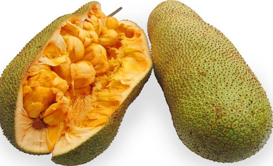 Gambar Produk bibit tanaman buah cempedak durian 40cm Cilegon