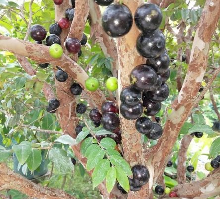 BIBIT ANGGUR POHON BRAZIL JABOTICABA Sumatra Selatan