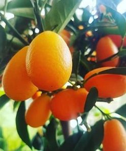 bibit jeruk nagami hasil okulasi cepat berbuah Manado
