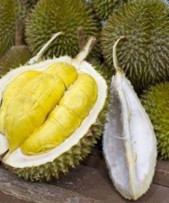 bibit durian musang king Jawa Timur