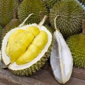 bibit durian musang king Jawa Timur