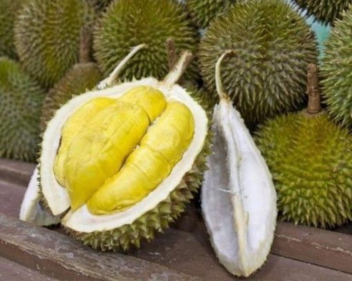 bibit durian musang king Jawa Timur