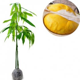 bibit durian musangking kaki 3 super unggulan Kota Administrasi Jakarta Utara