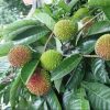 bibit rambutan rapiah Cirebon