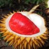 bibit durian merah asli Sumatra Barat