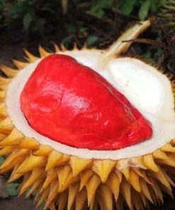 bibit durian merah asli Sumatra Barat