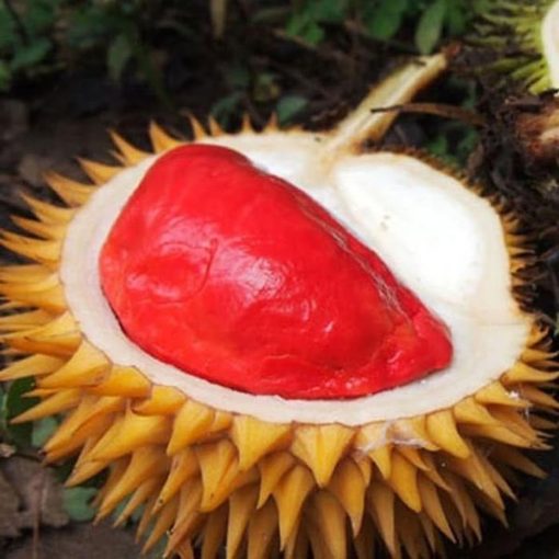 bibit durian merah asli Sorong