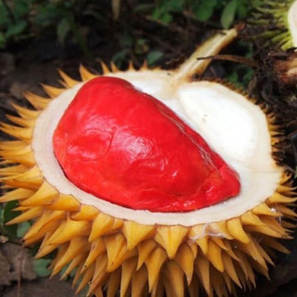 Gambar Produk bibit durian merah asli Sorong