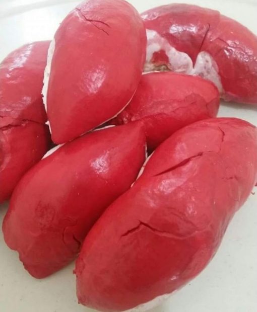 bibit durian merah asli Pangkalpinang