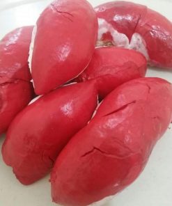 bibit durian merah asli Dumai