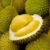 bibit durian d24 Sulawesi Tenggara