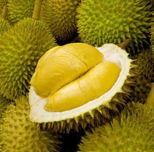 bibit durian d24 Sulawesi Tenggara