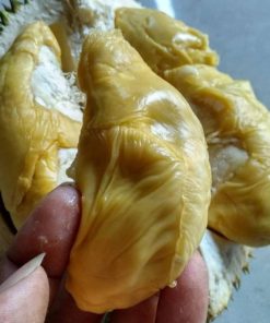 bibit durian montong unggul super Sorong