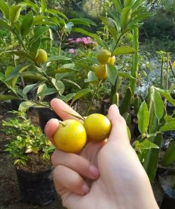 bibit jeruk tongheng superunggul Sumatra Utara