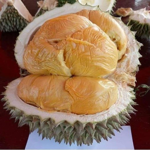 bibit durian duri hitam kaki tunggal Tangerang Selatan