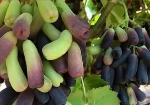 bibit buah anggur Moondrop import asli valid Sulawesi Utara