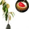 bibit tanaman buah durian merah Singkawang