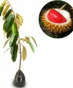 bibit tanaman buah durian merah Singkawang