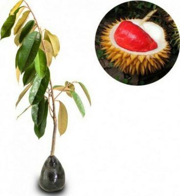 bibit tanaman buah durian merah Singkawang