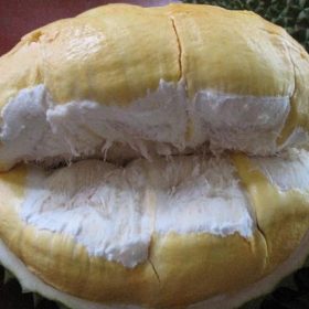 bibit tanaman durian bawor 60cm Jambi
