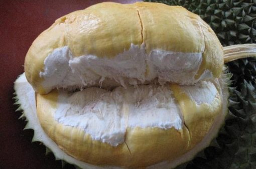 bibit tanaman durian bawor 60cm Jambi