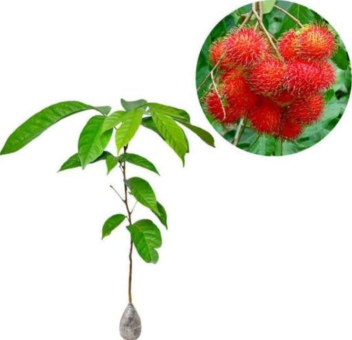 bibit tanaman buah rambutan rapiah Kalimantan Selatan