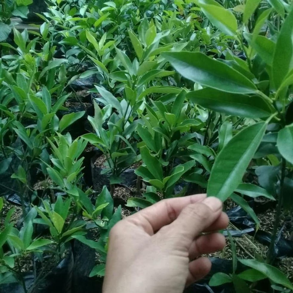 Gambar Produk bibit jeruk nagami hasil okulasi siap berbuah Bandung