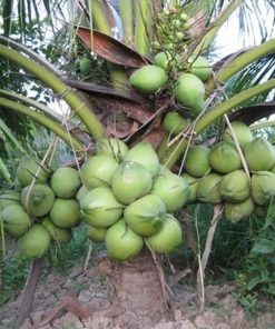 bibit kelapa genjah entok unggul berkualitas dijamin berbuah 2 3thn Blitar