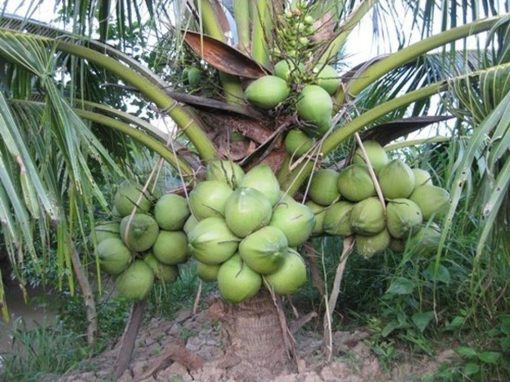 bibit kelapa genjah entok unggul berkualitas dijamin berbuah 2 3thn Blitar