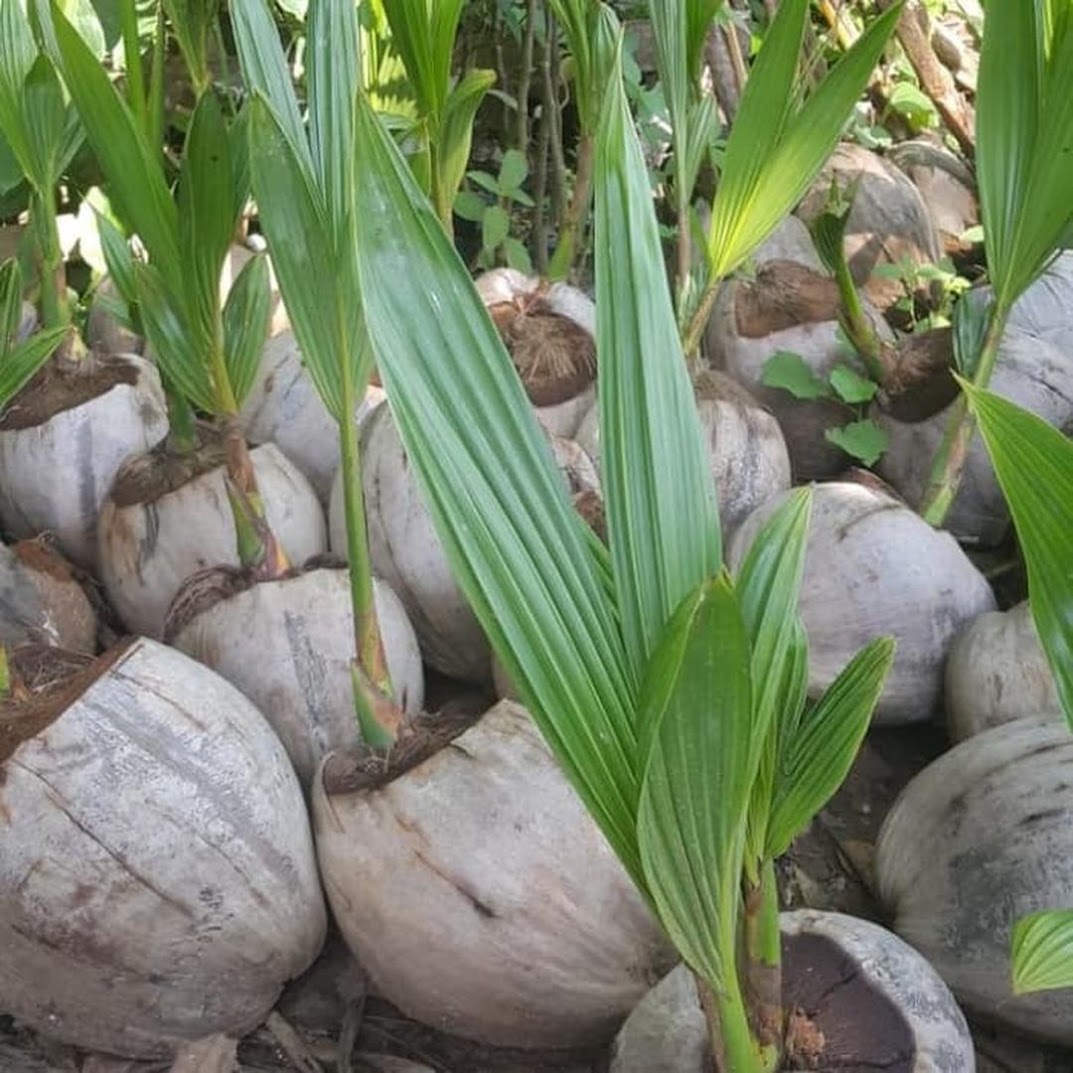 Gambar Produk bibit kelapa genjah entok unggul berkualitas dijamin berbuah 2 3thn Sumatra Barat