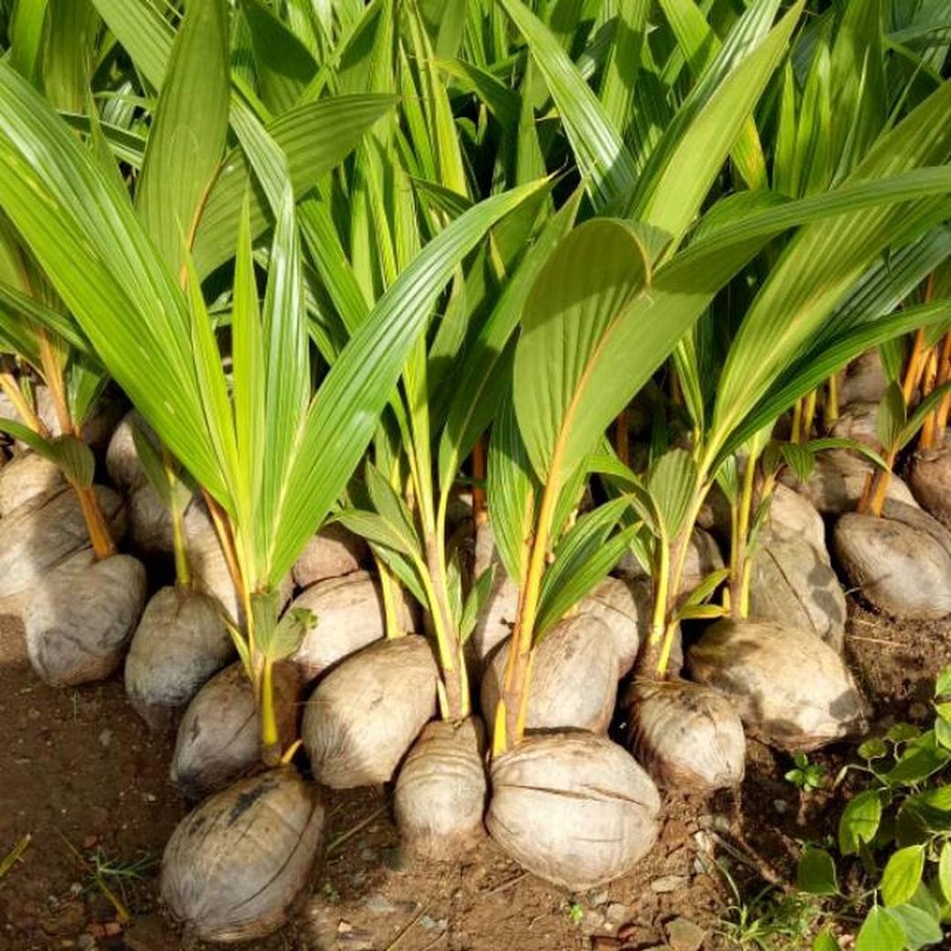 Gambar Produk bibit kelapa genjah entok unggul berkualitas dijamin berbuah 2 3thn Pangkalpinang