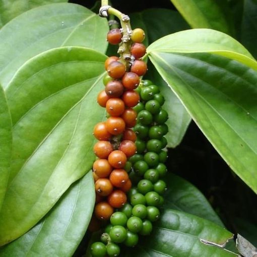 tanaman bibit buah lada perdu okulasi cepat berbuah tambulampot Jawa Barat