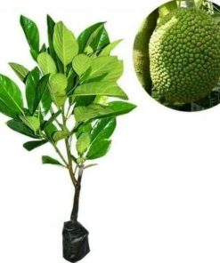 bibit tanaman nangka kandel Banda Aceh