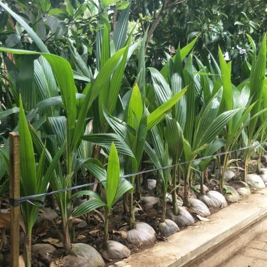 Gambar Produk bibit kelapa genjah entok asli Jawa Tengah
