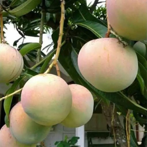 bibit mangga apel Jawa Tengah