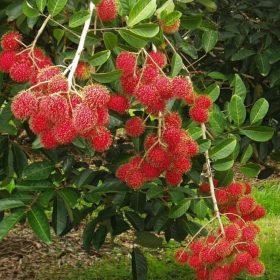 bibit rambutan binjai Jawa Barat