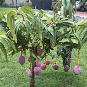 bibit tanaman mangga irwin Madiun