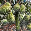 bibit durian bawor hasil okulasi cepat berbuah Kotamobagu