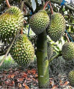 bibit durian bawor hasil okulasi cepat berbuah Kotamobagu
