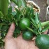 sudah berbuah bibit pohon tanaman buah jeruk limo sudah berbuah nipis purut bali lemon siam kip keep Jawa Timur