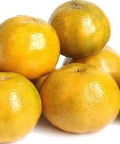 bibit tanaman buah jeruk siam madu Dumai