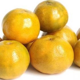 bibit tanaman buah jeruk siam madu Dumai