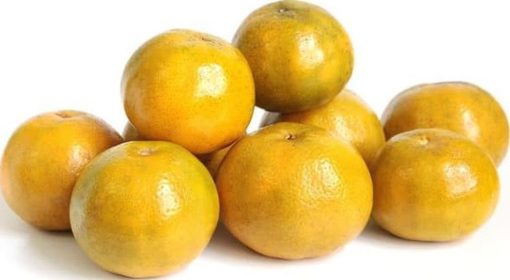 bibit tanaman buah jeruk siam madu Dumai