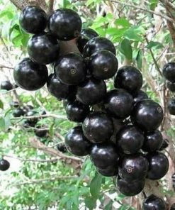 Bibit Anggur Pohon Brazil Singkawang