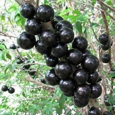 Bibit Anggur Pohon Brazil Singkawang