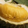bibit durian bawor banyumas okulasi Banten