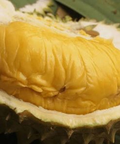 bibit durian bawor banyumas okulasi Banten